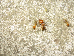 Termitoidae