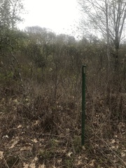 Amelanchier nantucketensis