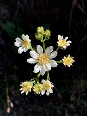 Senecio integerrimus ochroleucus