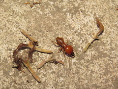 Termitoidae