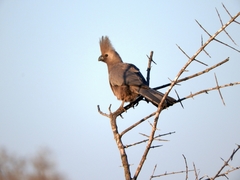 Corythaixoides concolor concolor
