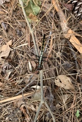 Libellula axilena