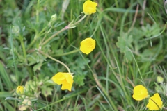 Ranunculus bulbosus