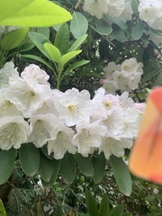 Rhododendron × hybridum