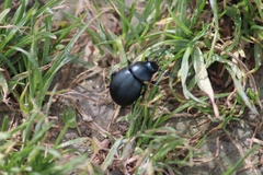 Timarcha tenebricosa