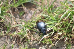 Timarcha tenebricosa