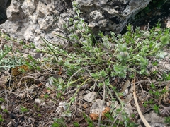 Genista albida