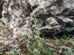 Genista albida