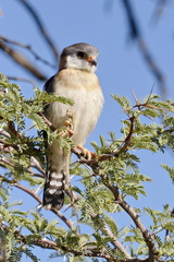 Polihierax semitorquatus