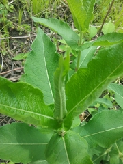 Triosteum perfoliatum