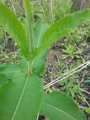 Triosteum perfoliatum