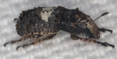 Toxonotus cornutus