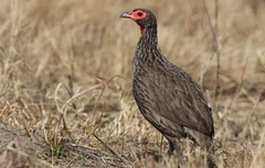 Pternistis swainsonii swainsonii