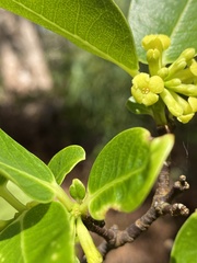Wikstroemia