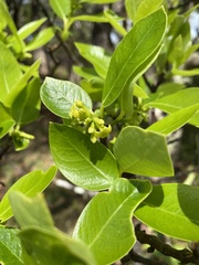Wikstroemia