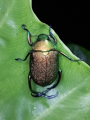 Chrysophora chrysochlora
