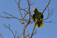 Amazona xantholora
