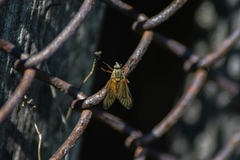 Rhagio vitripennis