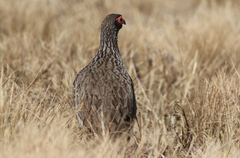 Pternistis swainsonii swainsonii