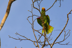 Amazona xantholora