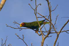Amazona xantholora