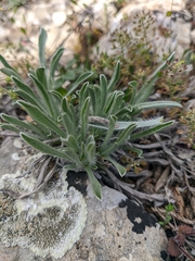 Convolvulus cantabrica