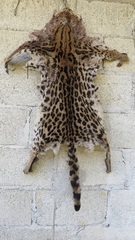 Leopardus