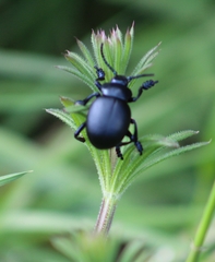 Timarcha tenebricosa