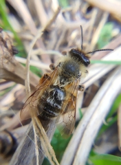 Andrena ferox