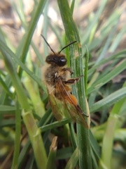 Andrena ferox