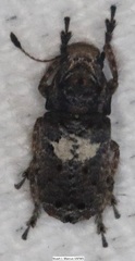 Toxonotus cornutus