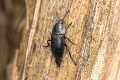 Silpha tyrolensis