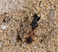 Pseudopamera setosa