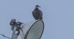 Coragyps atratus