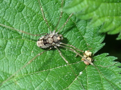 Platybunus pinetorum