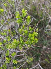 Spiraea hypericifolia