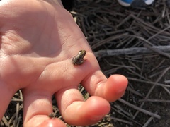 Pelodytes atlanticus