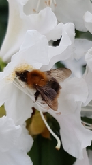 Bombus pascuorum