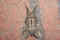 Calliteara conjuncta