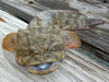 Gulf Toadfish - Photo (c) johnwilliams, some rights reserved (CC BY-NC), uploaded by johnwilliams