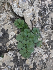 Heracleum ligusticifolium