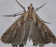 Ancylosis cinnamomella