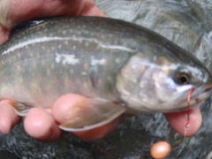 Salvelinus malma