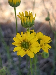 Erigeron linearis