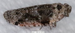 Catonia