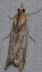 Ancylosis cinnamomella