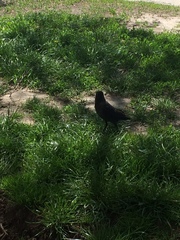 Corvus monedula