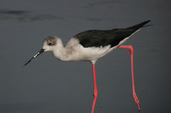 Himantopus himantopus