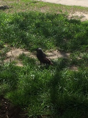 Corvus monedula