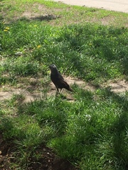 Corvus monedula